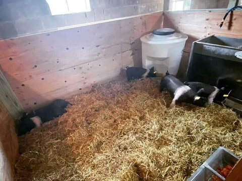 Pig Waterer | Sioux Steel