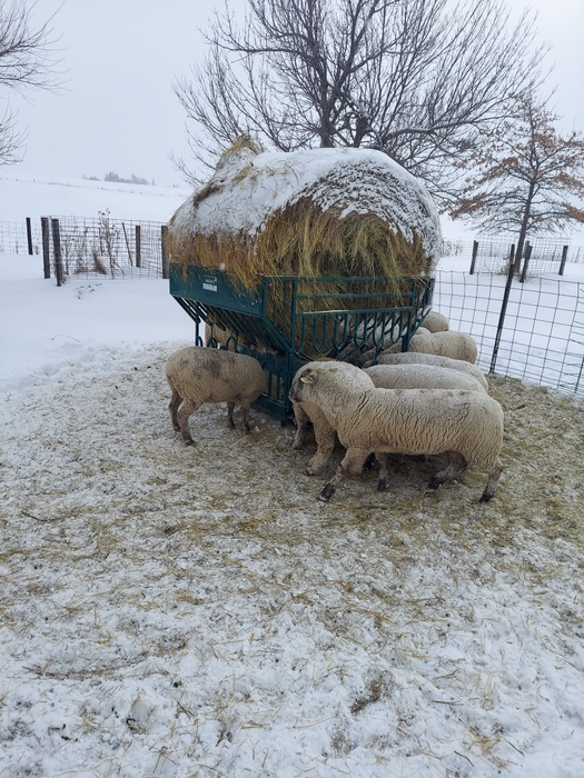 Goat Feeder | Lakeland Round Bale Feeder