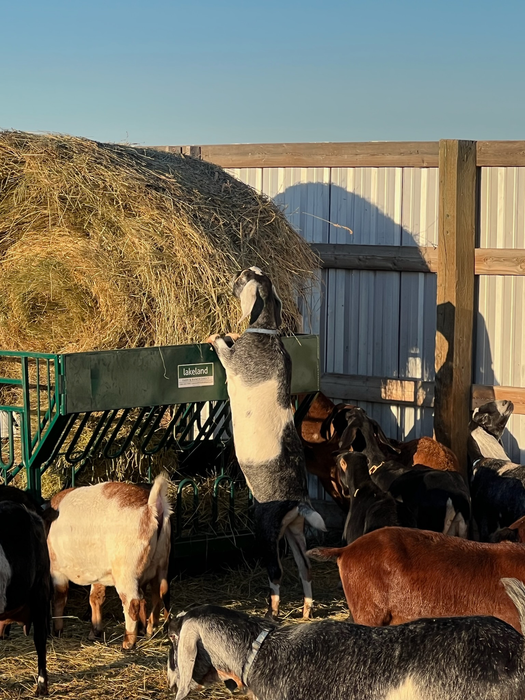 Goat Feeder | Lakeland Round Bale Feeder