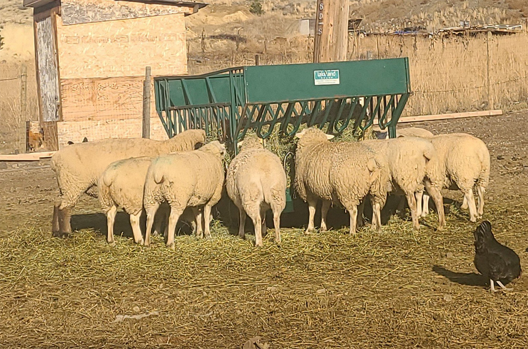 Goat Feeder | Lakeland Round Bale Feeder