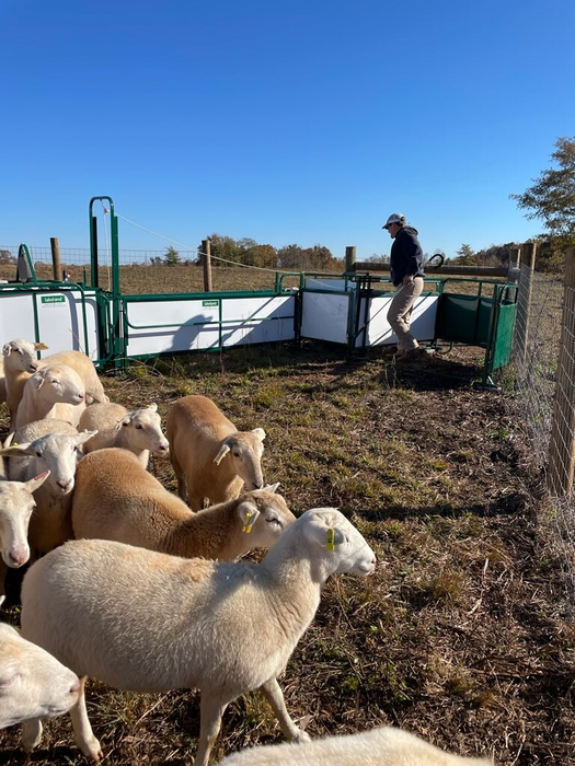 Sheep and Goat Handling System | Lakeland SG300
