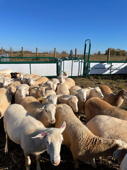 Sheep and Goat Handling System | Lakeland SG300