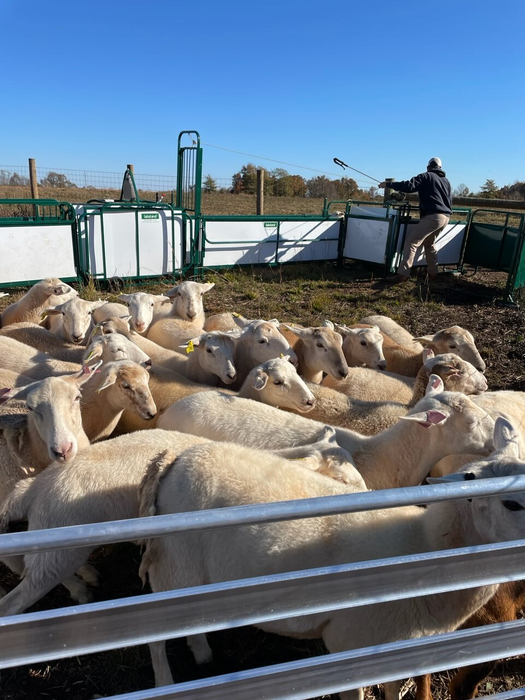 Sheep and Goat Handling System | Lakeland SG300