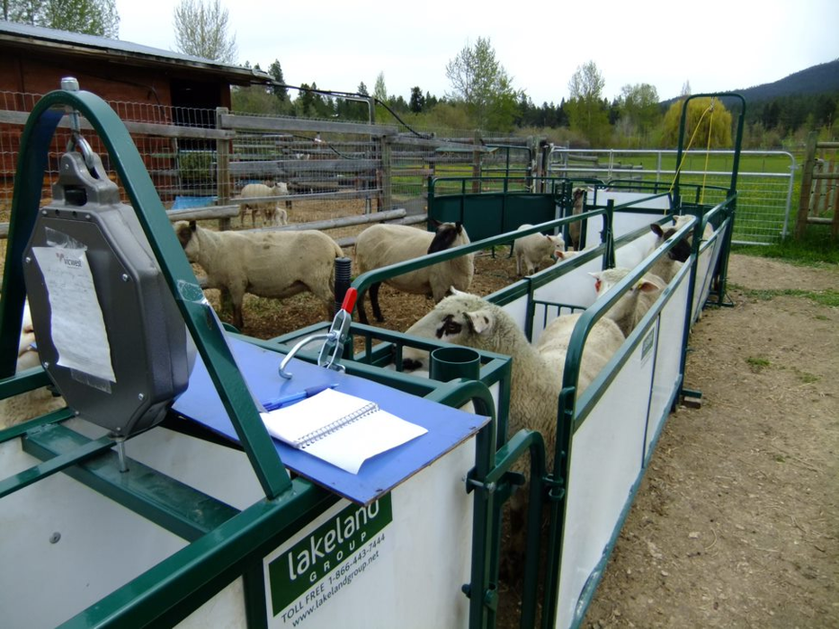 Sheep and Goat Handling System | Lakeland SG300