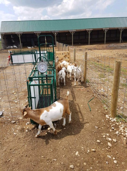 Sheep and Goat Handling System | Lakeland SG300
