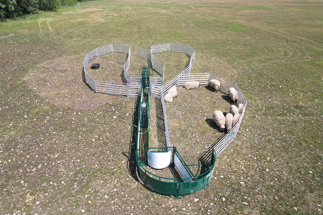 Sheep and Goat Handling System | Lakeland SG400