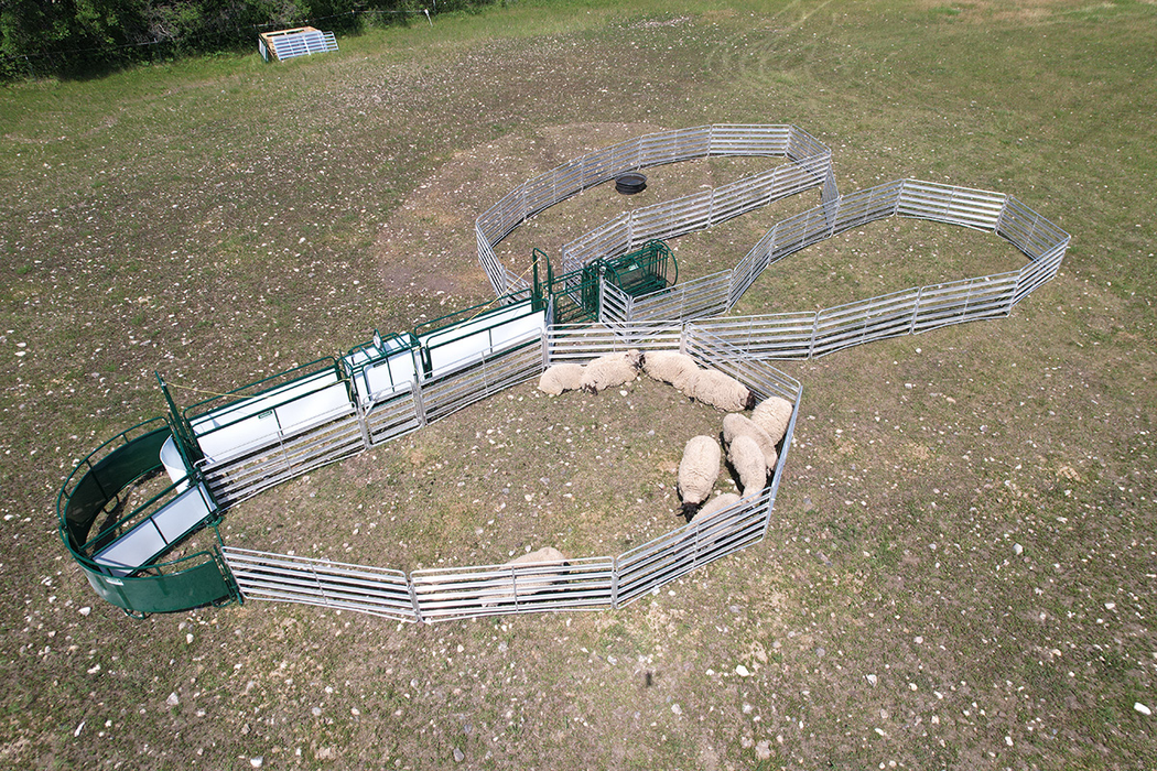 Sheep and Goat Handling System | Lakeland SG400