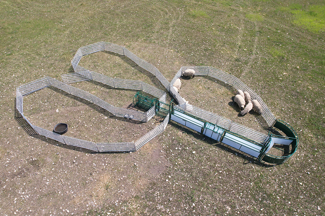 Sheep and Goat Handling System | Lakeland SG400