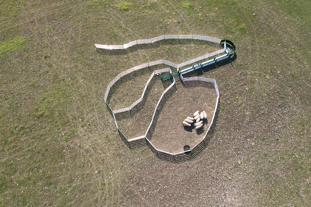 Sheep & Goat Handling System | Lakeland SG500