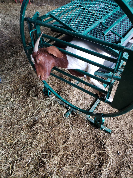 Sheep and Goat Chute | Lakeland Deluxe Spin Trim Chute