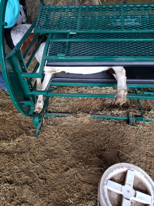Sheep and Goat Chute | Lakeland Deluxe Spin Trim Chute