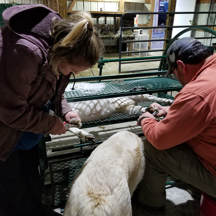Sheep and Goat Chute | Lakeland Deluxe Spin Trim Chute