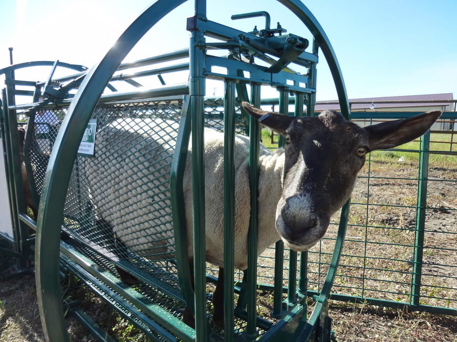 Sheep and Goat Chute | Lakeland Deluxe Spin Trim Chute