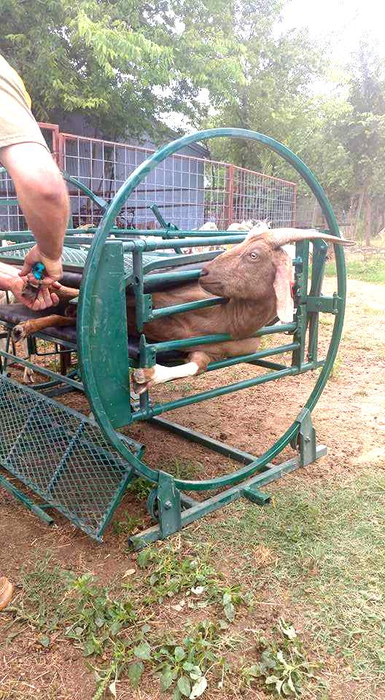 Sheep and Goat Chute | Lakeland Deluxe Spin Trim Chute