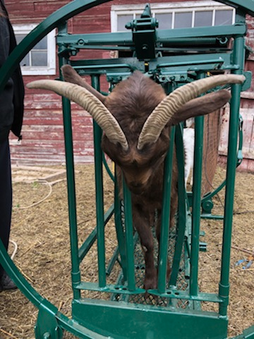 Sheep and Goat Chute | Lakeland Deluxe Spin Trim Chute