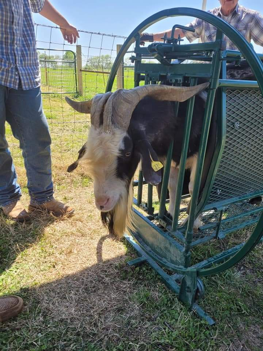Sheep and Goat Chute | Lakeland Deluxe Spin Trim Chute