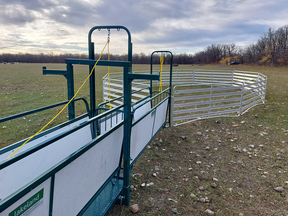 Sheep and Goat Handling System | Lakeland Portable Easy Handler