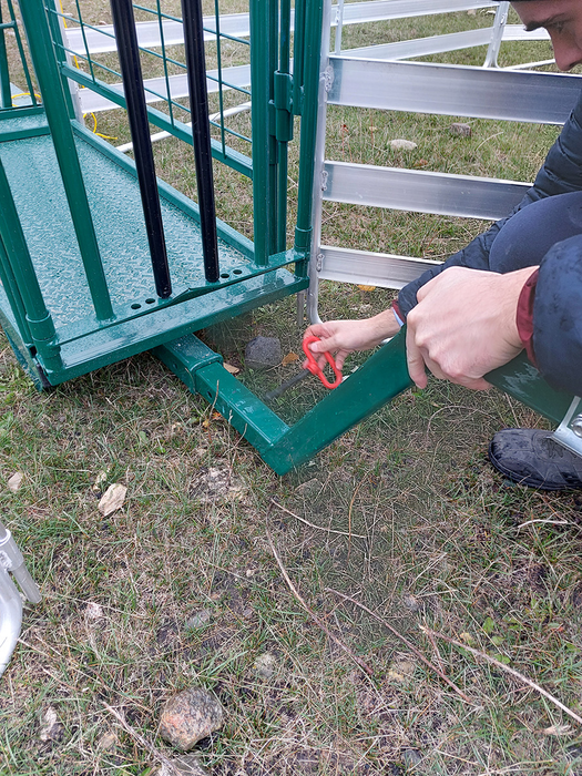 Sheep and Goat Handling System | Lakeland Portable Easy Handler