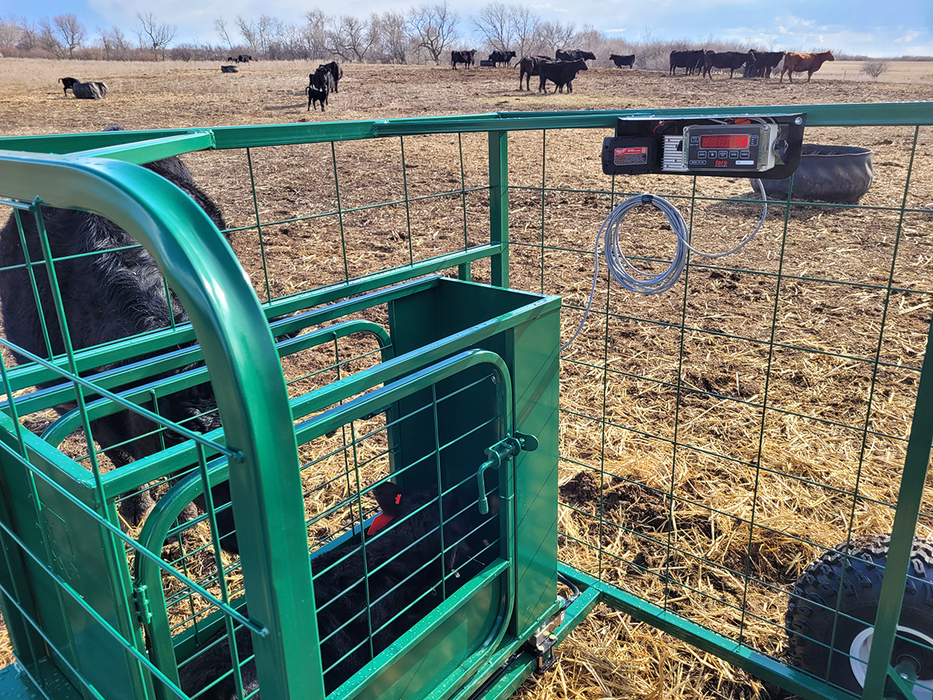 Calf Catcher for UTV | Lakeland