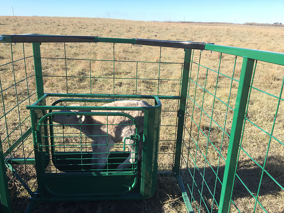 Calf Catcher for ATV | Lakeland