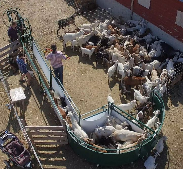 Sheep and Goat Handling System | Lakeland Deluxe Shepherdess Package