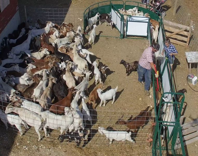 Sheep and Goat Handling System | Lakeland Deluxe Shepherdess Package