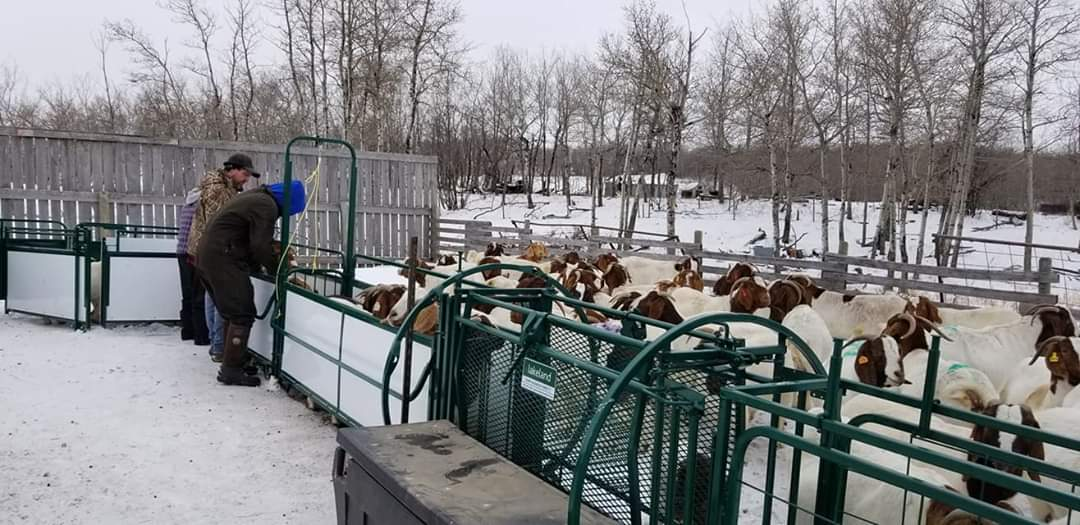 Sheep and Goat Handling System | Lakeland Deluxe Shepherdess Package
