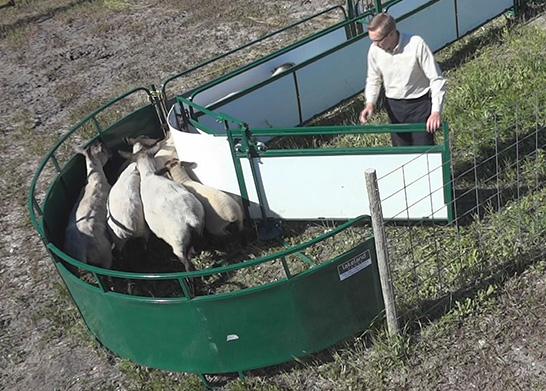 Sheep and Goat Handling System | Lakeland Deluxe Shepherdess Package
