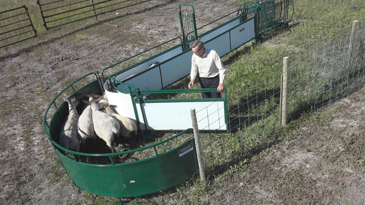 Sheep and Goat Handling System | Lakeland Deluxe Shepherdess Package