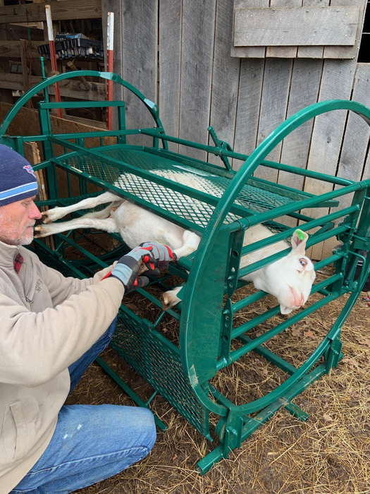 Sheep and Goat Handling System | Lakeland Deluxe Shepherdess Package