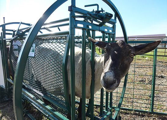 Sheep and Goat Handling System | Lakeland Deluxe Shepherdess Package