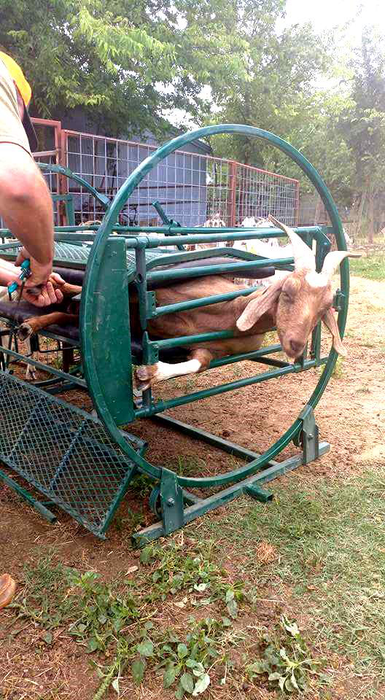 Sheep and Goat Handling System | Lakeland Deluxe Shepherdess Package