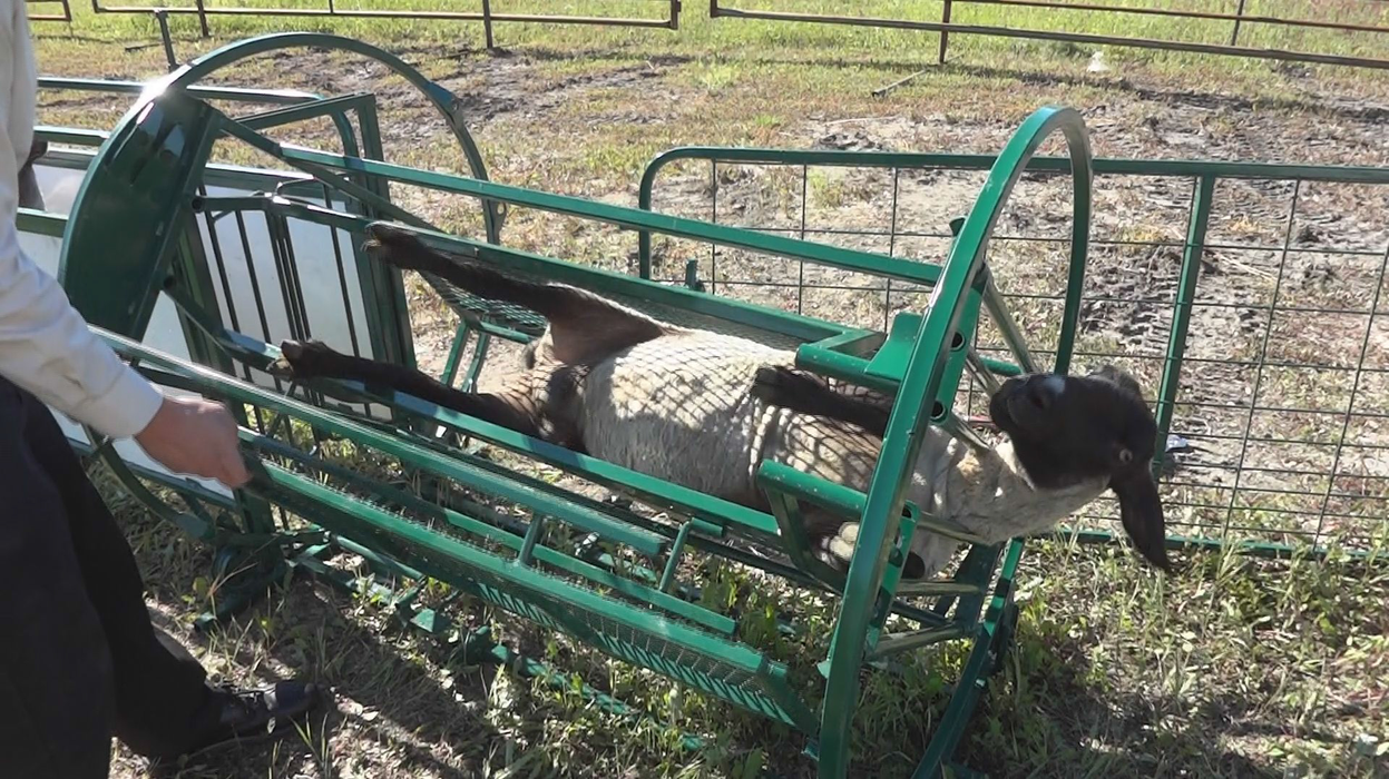 Sheep and Goat Handling System | Lakeland Deluxe Shepherdess Package