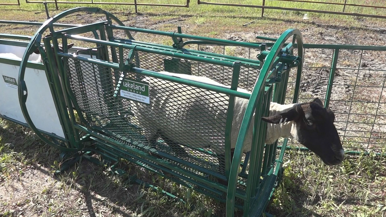 Sheep and Goat Handling System | Lakeland Deluxe Shepherdess Package