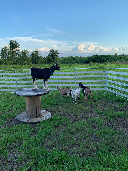 Sheep and Goat Panels | Lakeland Aluminium Easy Panels