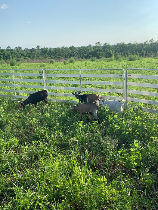 Sheep and Goat Panels | Lakeland Aluminium Easy Panels