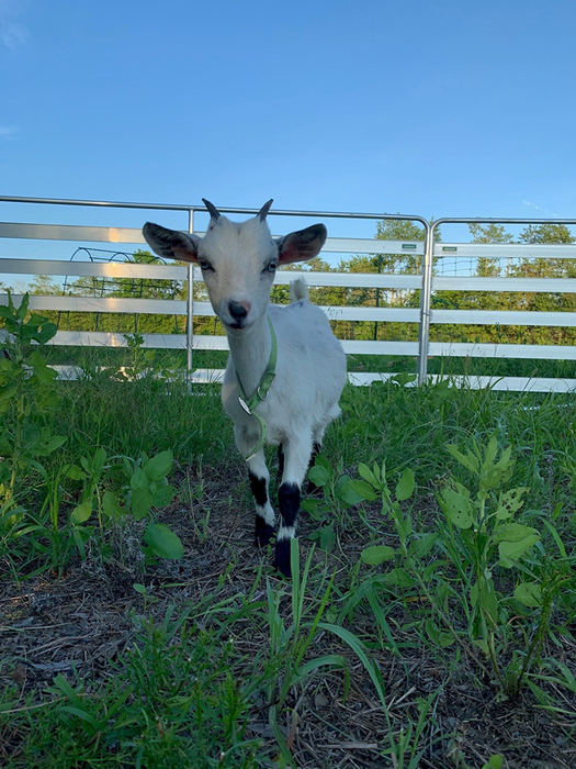 Sheep and Goat Panels | Lakeland Aluminium Easy Panels