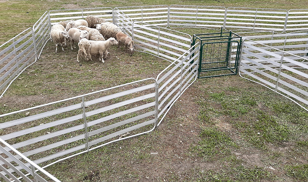 Sheep and Goat Panels | Lakeland Aluminium Easy Panels