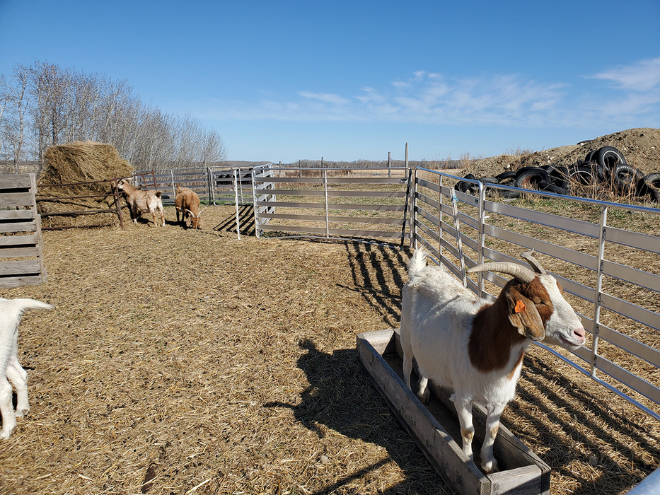 Sheep and Goat Panels | Lakeland Aluminium Easy Panels