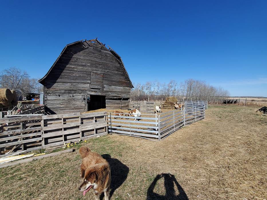 Sheep and Goat Panels | Lakeland Aluminium Easy Panels