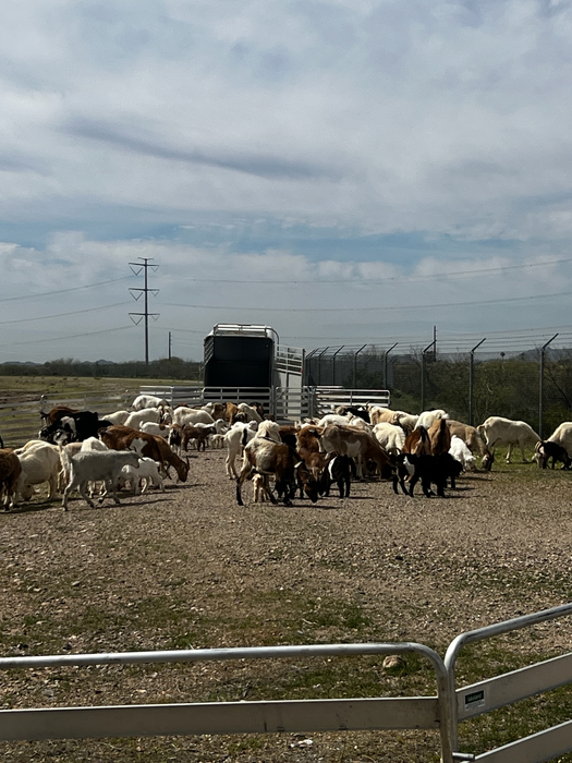 Sheep and Goat Panels | Lakeland Aluminium Easy Panels
