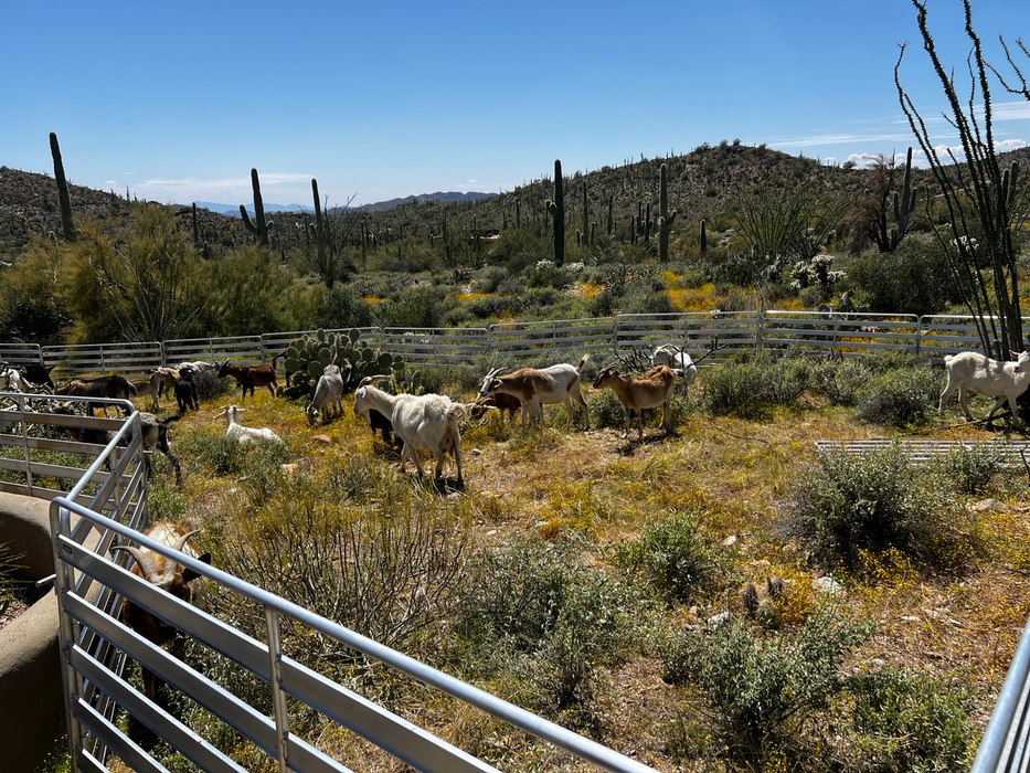 Sheep and Goat Panels | Lakeland Aluminium Easy Panels