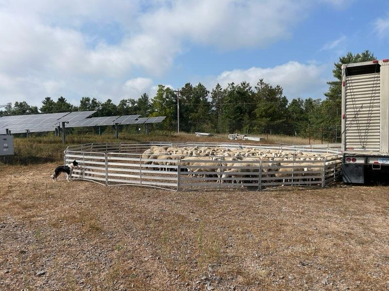 Sheep and Goat Panels | Lakeland Aluminium Easy Panels