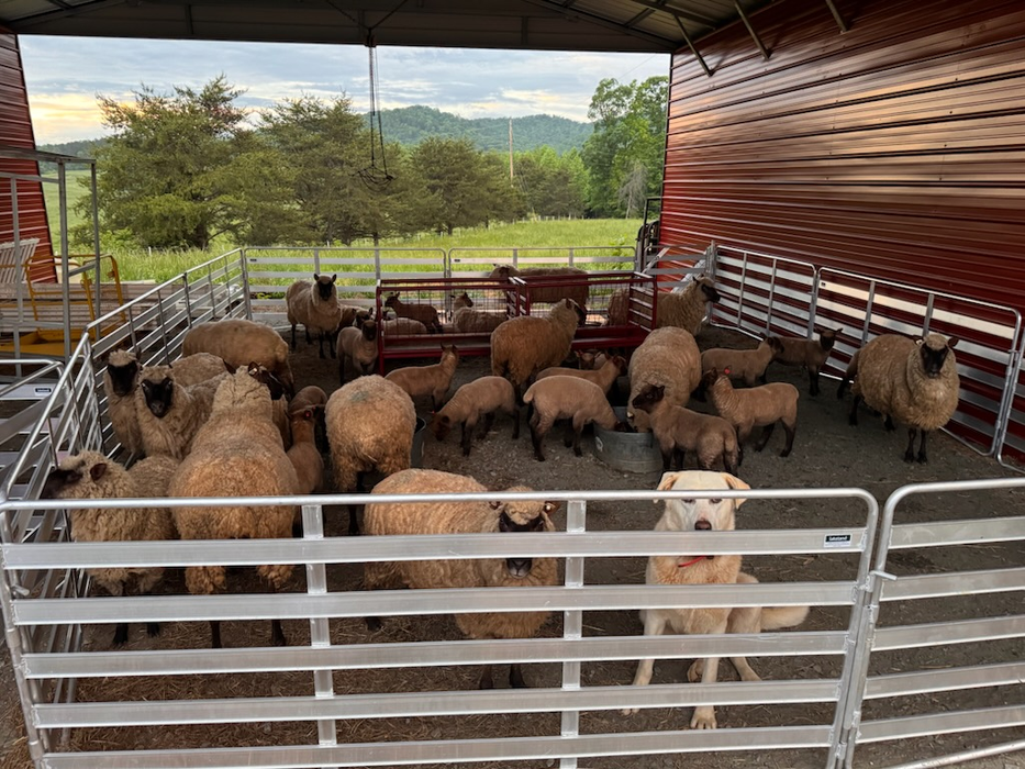 Sheep and Goat Panels | Lakeland Aluminium Easy Panels