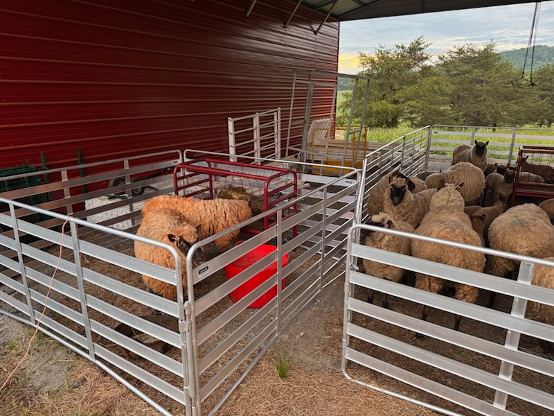 Sheep and Goat Panels | Lakeland Aluminium Easy Panels