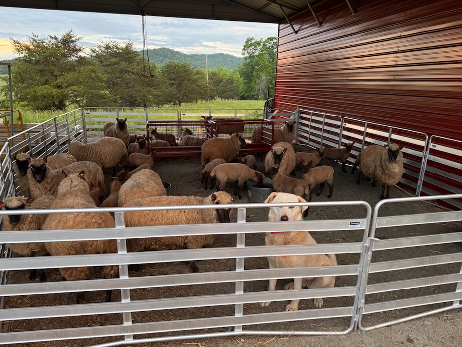 Sheep and Goat Panels | Lakeland Aluminium Easy Panels