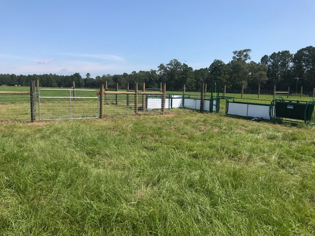 Working Chute and Crowding Tub | Lakeland
