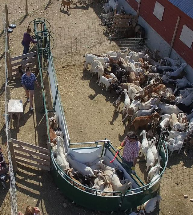 Working Chute and Crowding Tub | Lakeland