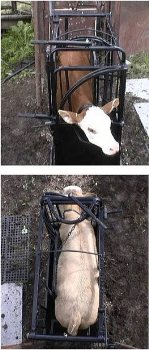 Calf Chute | Lakeland Large Portable Calf Chute