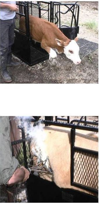 Calf Chute | Lakeland Large Portable Calf Chute